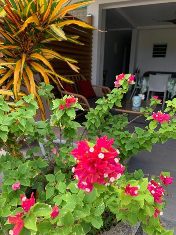 Le Tropical Appartement 1 Ou 2 Chambres 莱昂斯-达赫雷 外观 照片